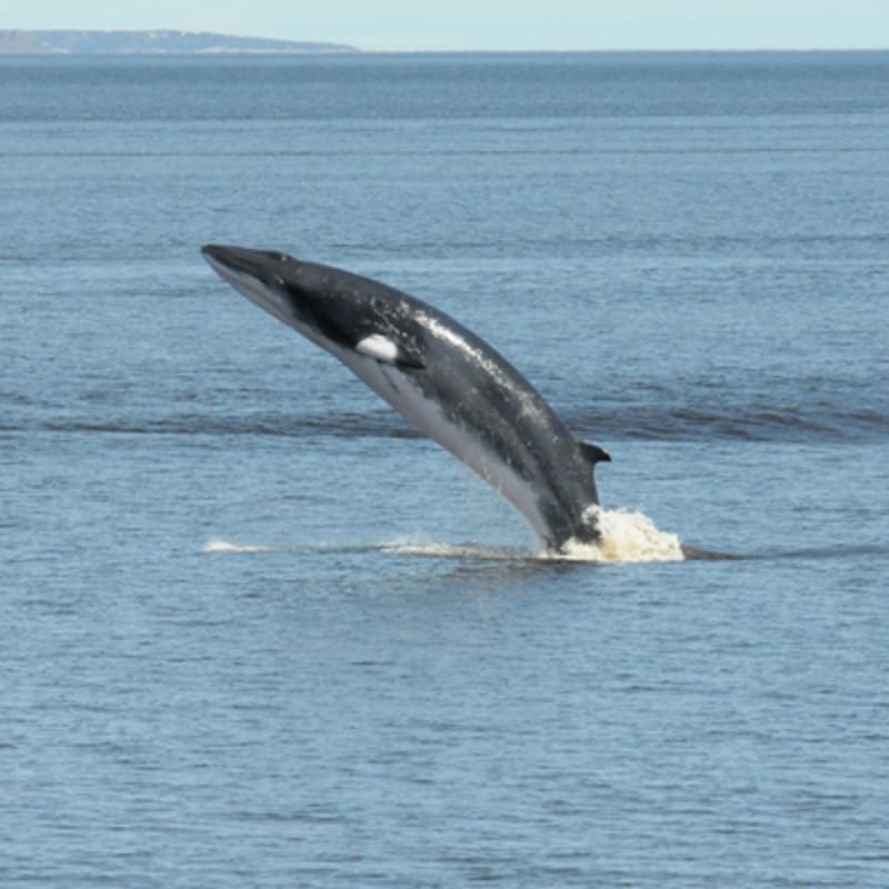 croisieres_aml_tadoussac_9
