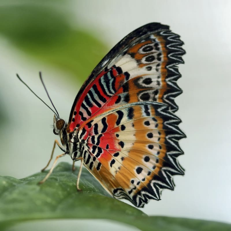 espace_pour_la_vie___insectarium_de_montreal_1