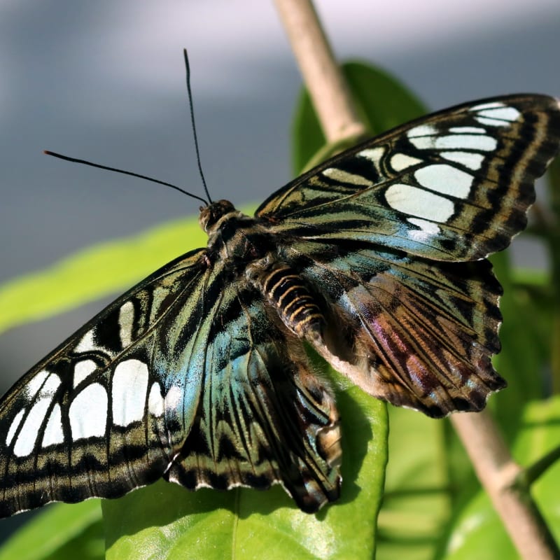 espace_pour_la_vie___insectarium_de_montreal_3