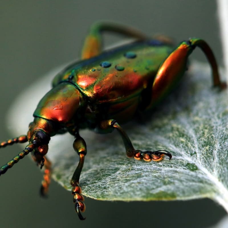 espace_pour_la_vie___insectarium_de_montreal_4