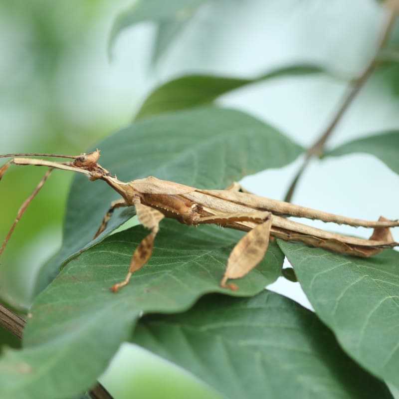 espace_pour_la_vie___insectarium_de_montreal_5