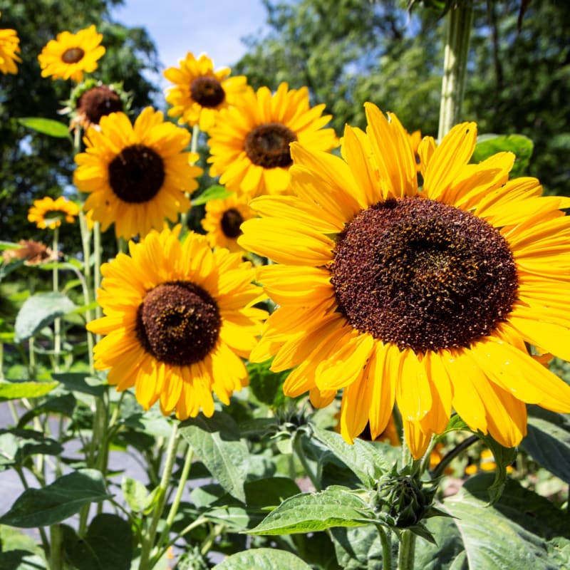 espace_pour_la_vie__jardin_botanique_de_montreal_8