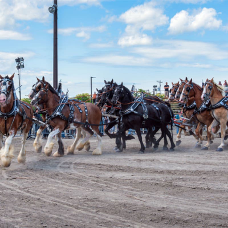 expo_agricole_de_saint_hyacinthe_12
