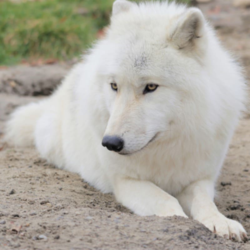 familizoo_3