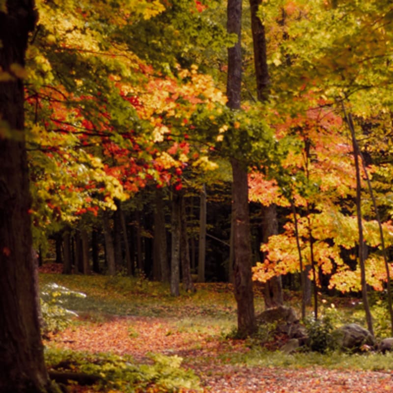 festival_des_couleurs_au_centre_de_ski_mont_rigaud_5