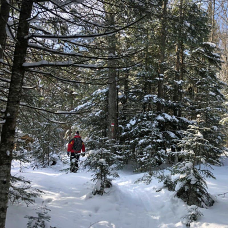 foret_hereford_1_h