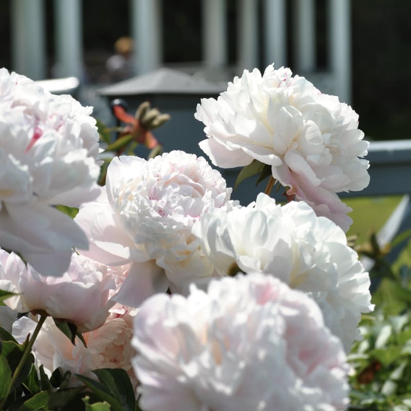jardins_de_metis_12