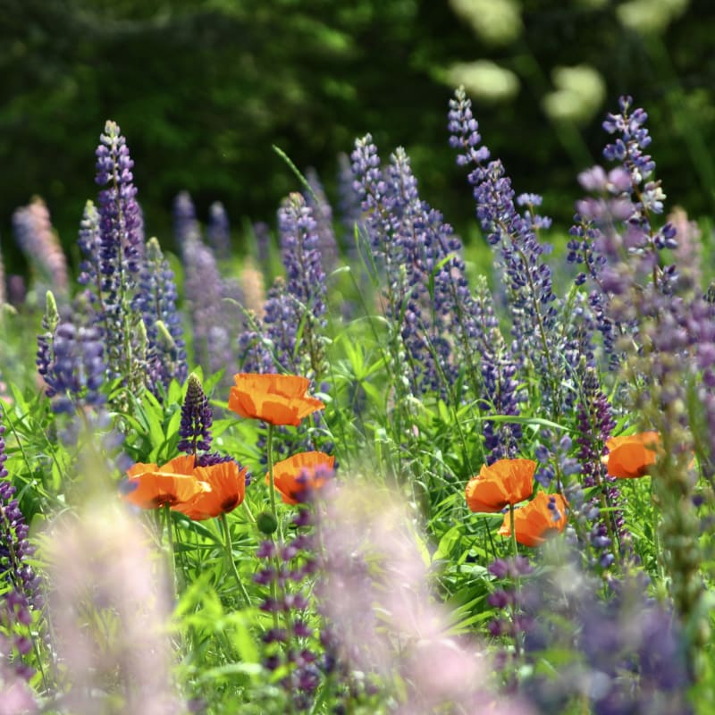 jardins_de_metis_16