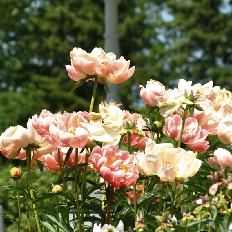 jardins_de_metis_20