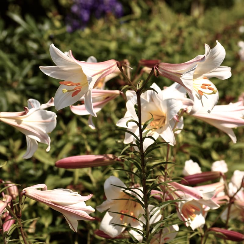 jardins_de_metis_3