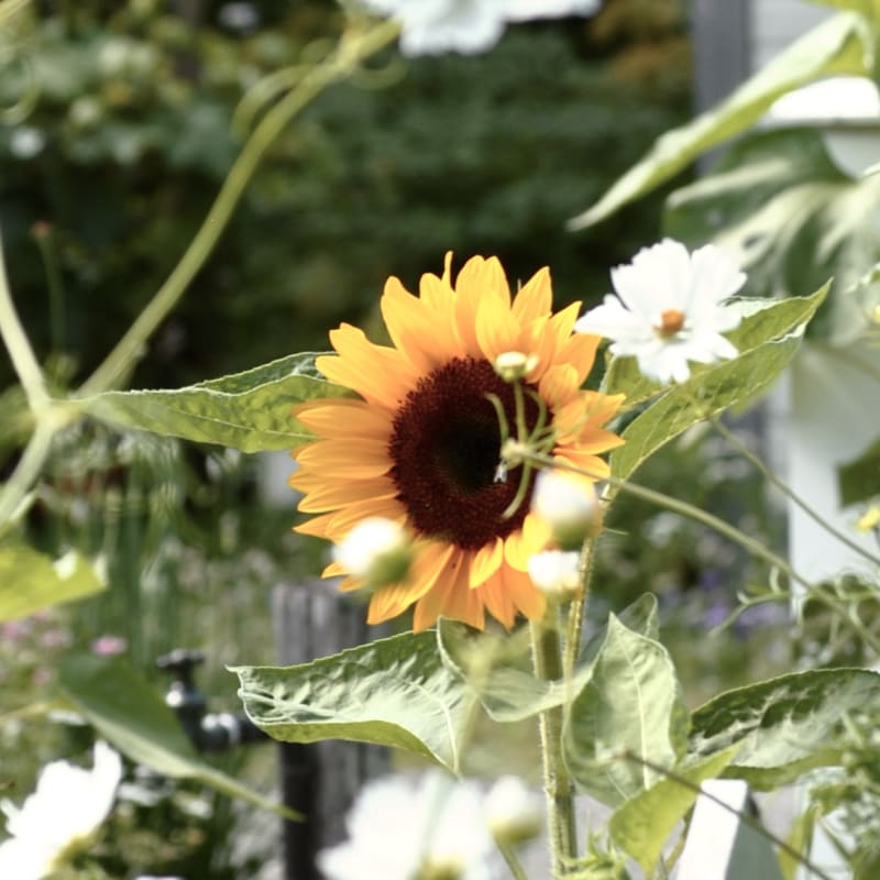 jardins_de_metis_4