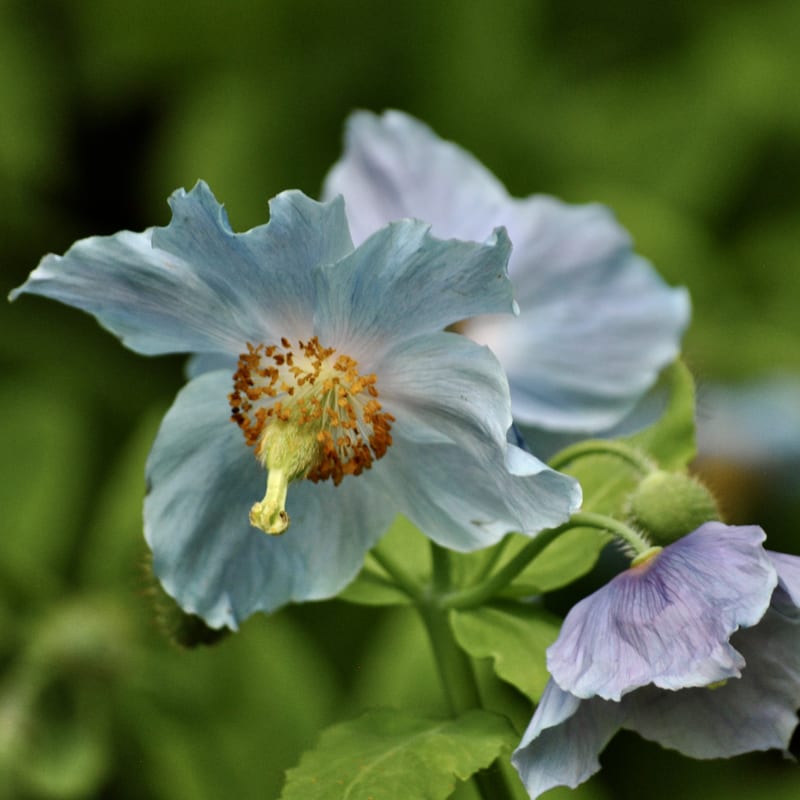 jardins_de_metis_5