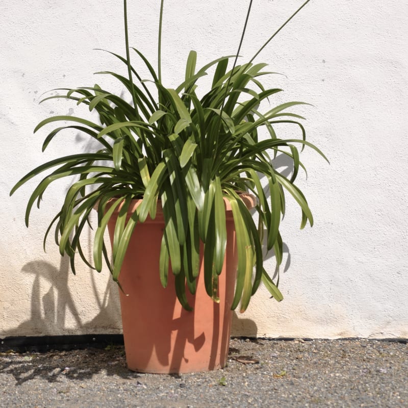 jardins_de_metis_8
