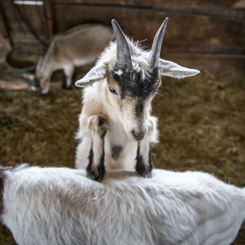 la_ferme_quinn_2