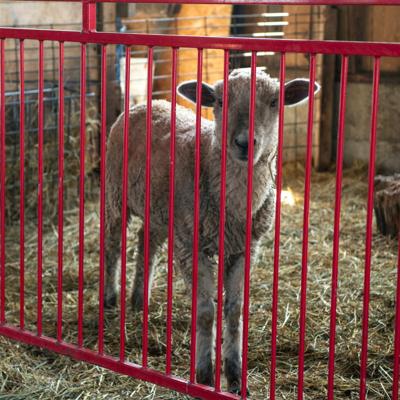 la_ferme_quinn_6