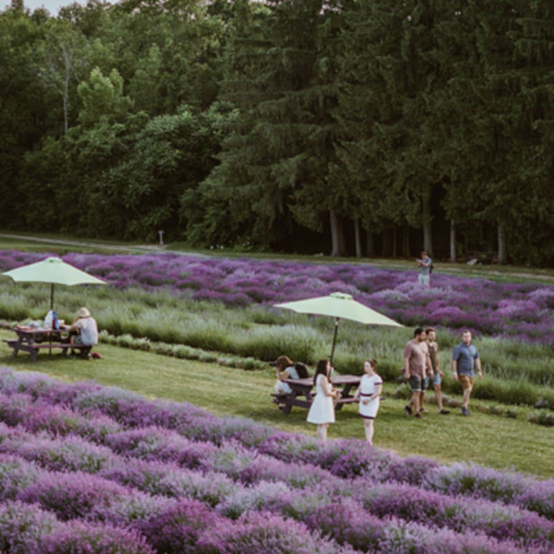 la_maison_lavande_culture_et_parfumerie_13