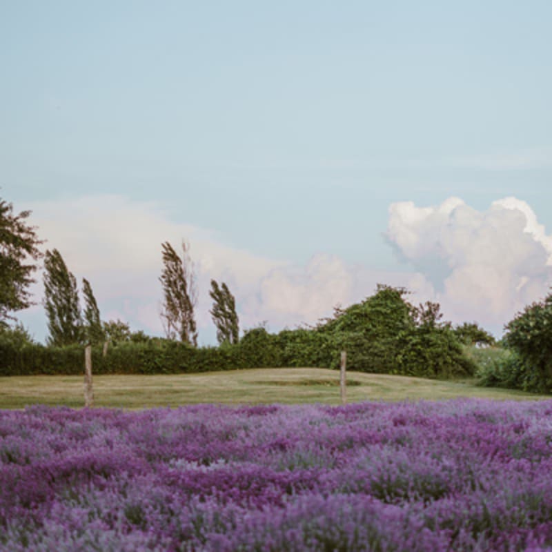 la_maison_lavande_culture_et_parfumerie_3