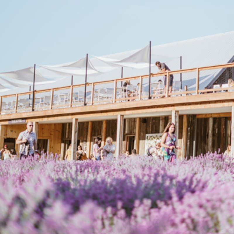 la_maison_lavande_culture_et_parfumerie_7