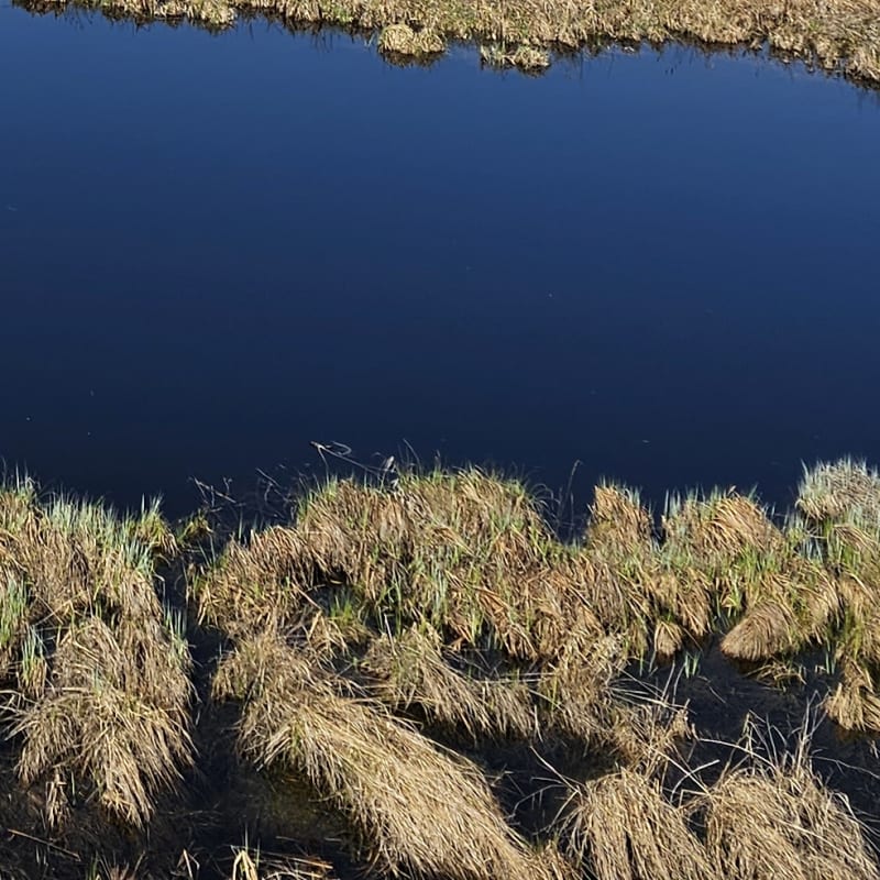 les_amis_de_la_reserve_nationale_de_faune_du_lac_saint_francois_1