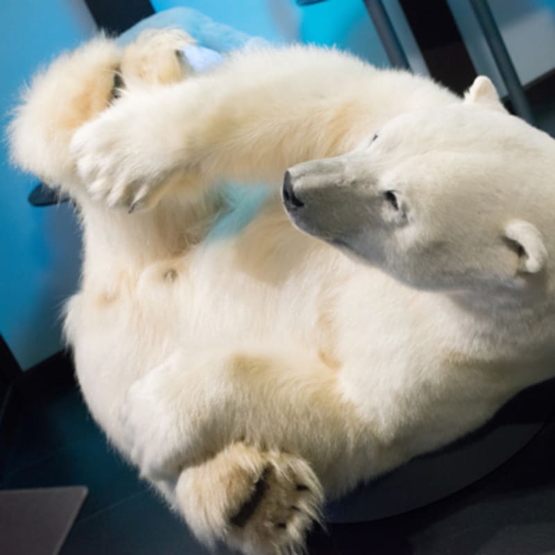 musee_de_la_nature_et_des_sciences_de_sherbrooke_3