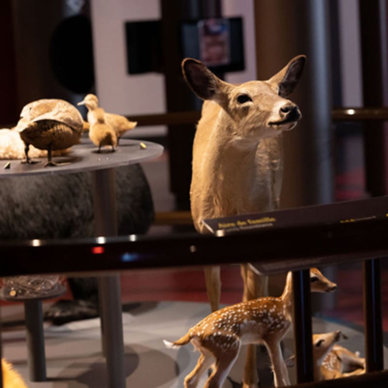 musee_de_la_nature_et_des_sciences_de_sherbrooke_4