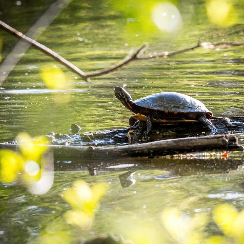 parc_de_la_riviere_des_mille_iles_4