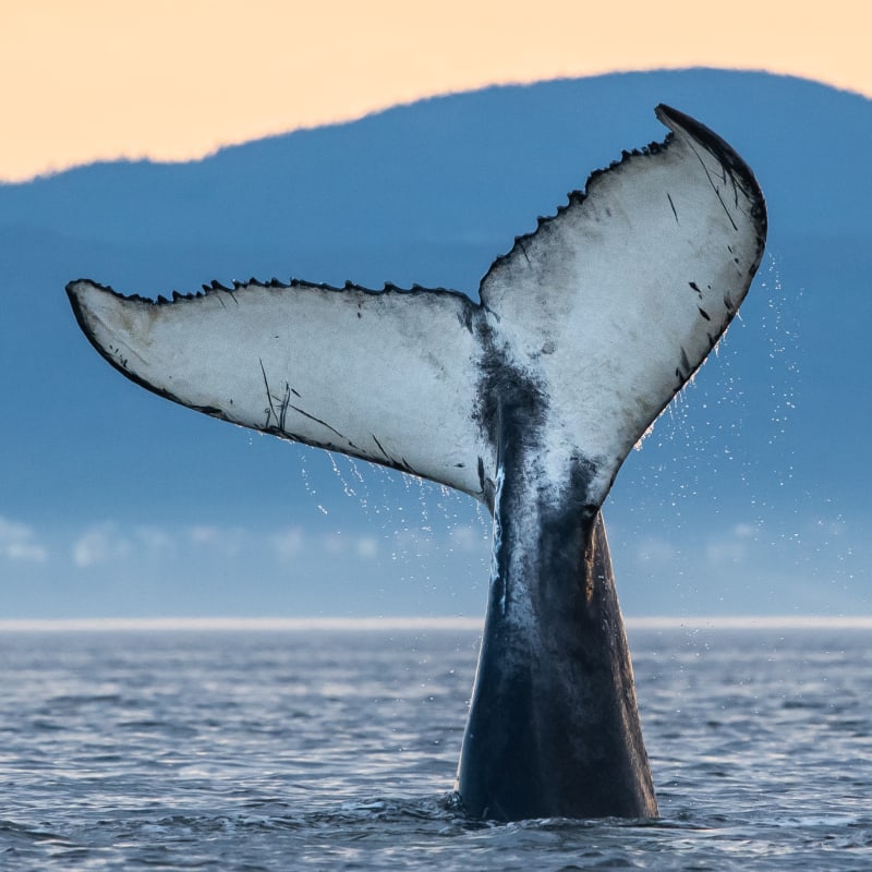 parc_marin_du_saguenaysaint_laurent_10