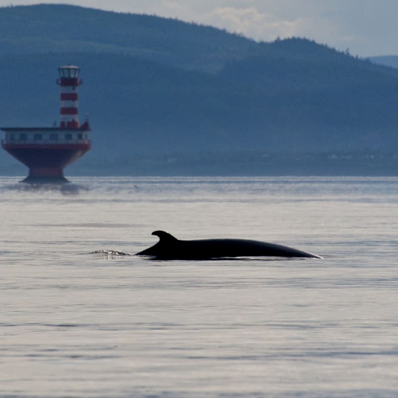 parc_marin_du_saguenaysaint_laurent_3