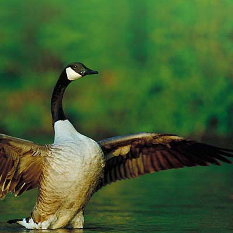 parc_national_de_plaisance_7