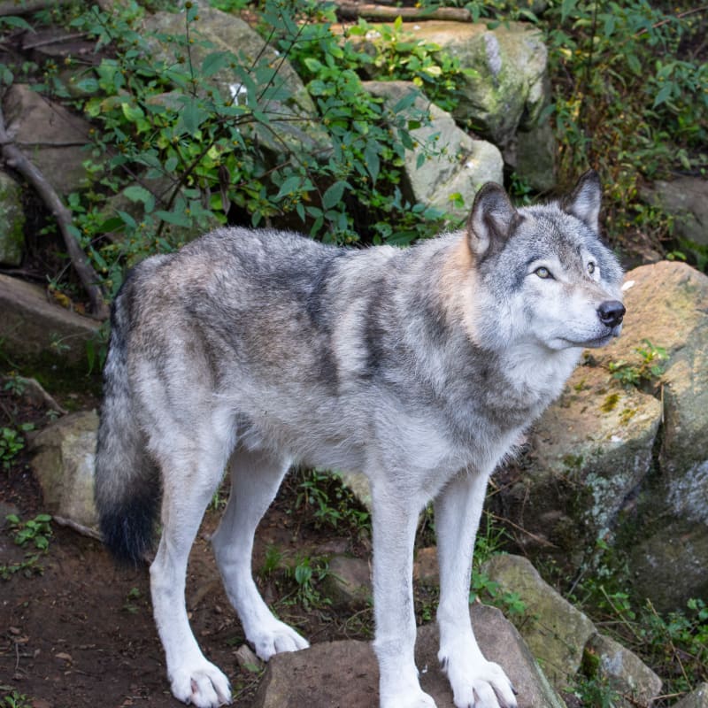 parc_omega_1