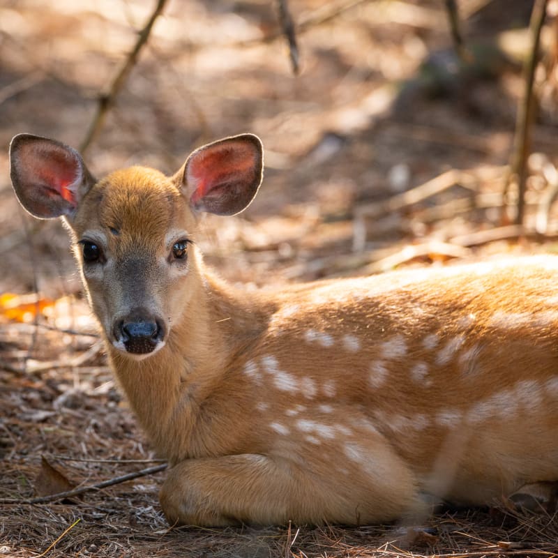 parc_omega_11