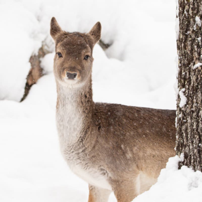 parc_omega_1_h