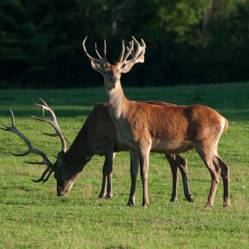 parc_omega_2