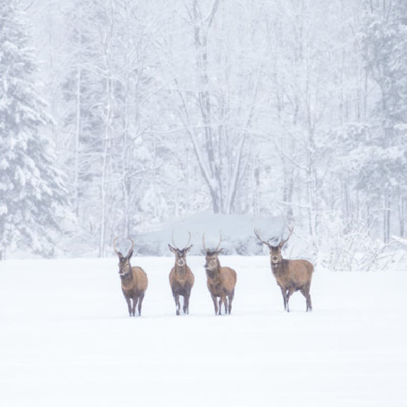 parc_omega_2_h