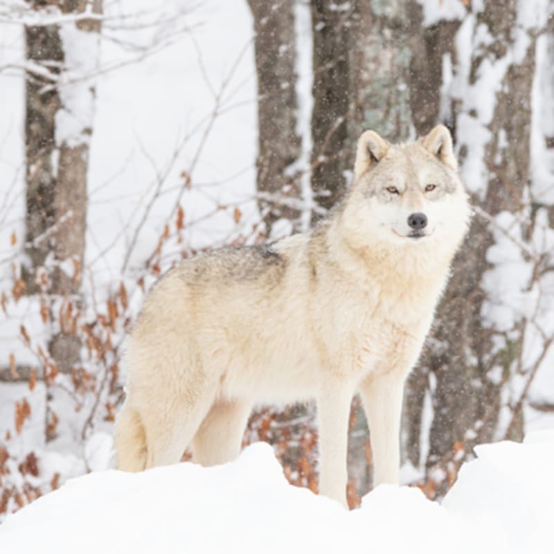parc_omega_3_h