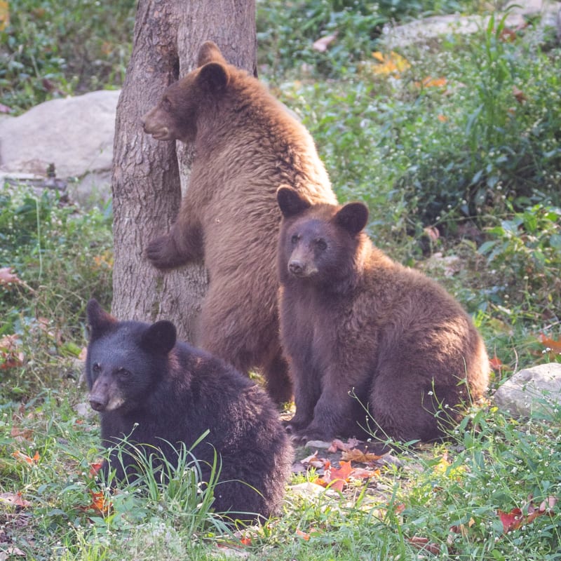 parc_omega_7
