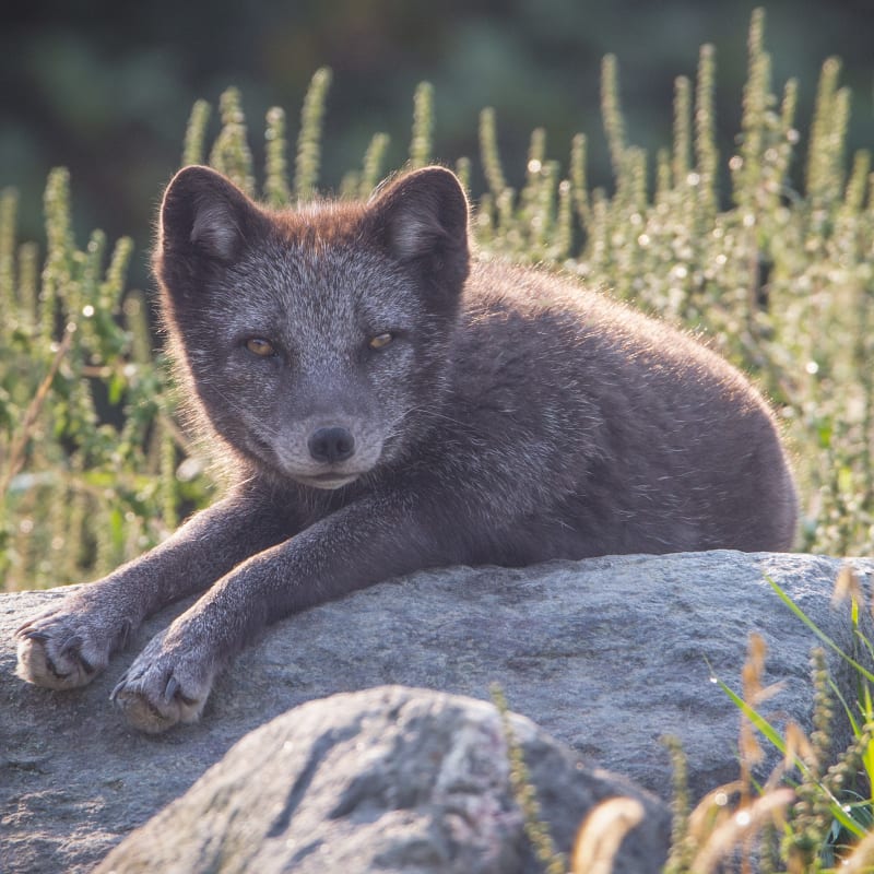 parc_omega_8