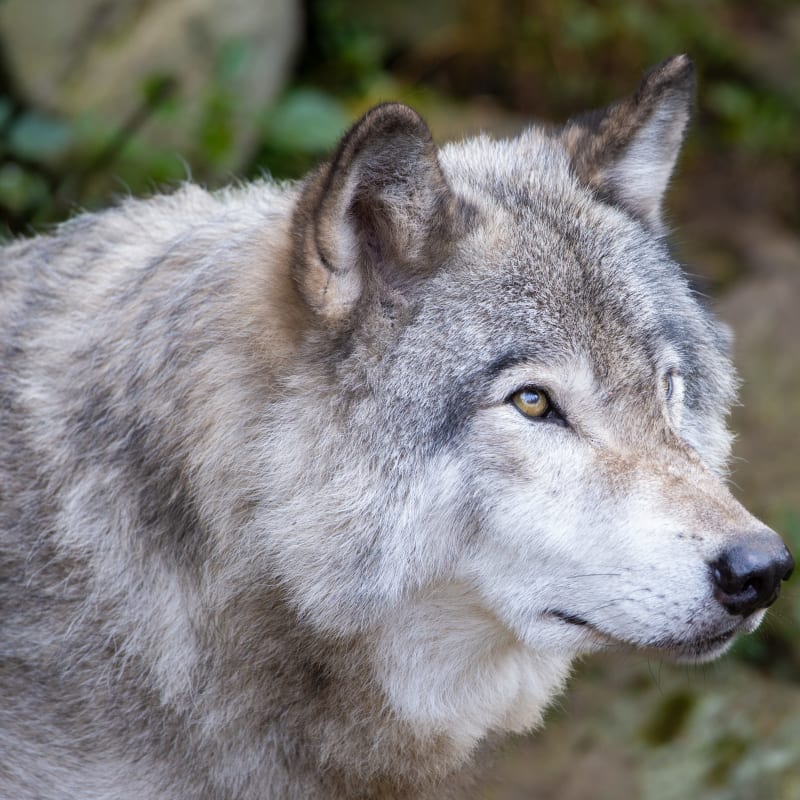 parc_omega_9