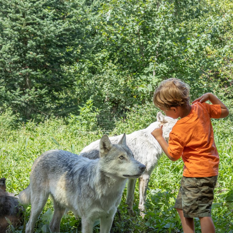 parc_omega___hebergement_12