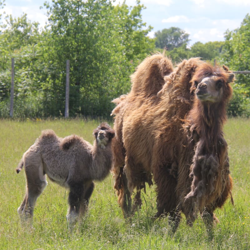 parc_safari_4