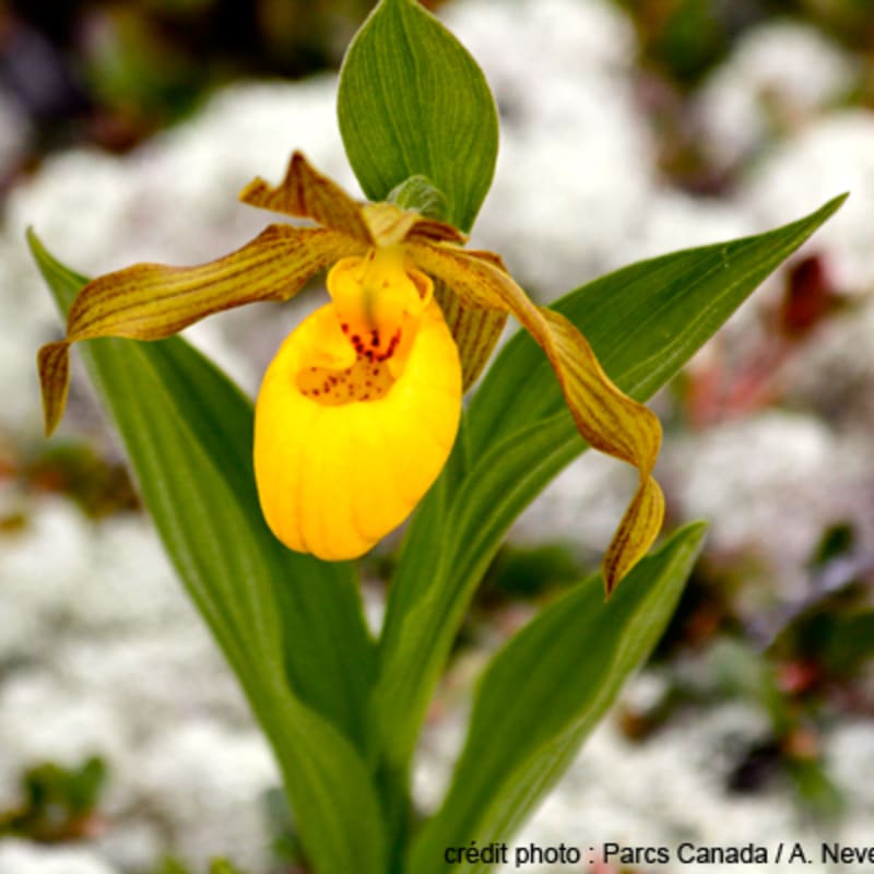 reserve_de_parc_national_de_larchipel_de_mingan_8