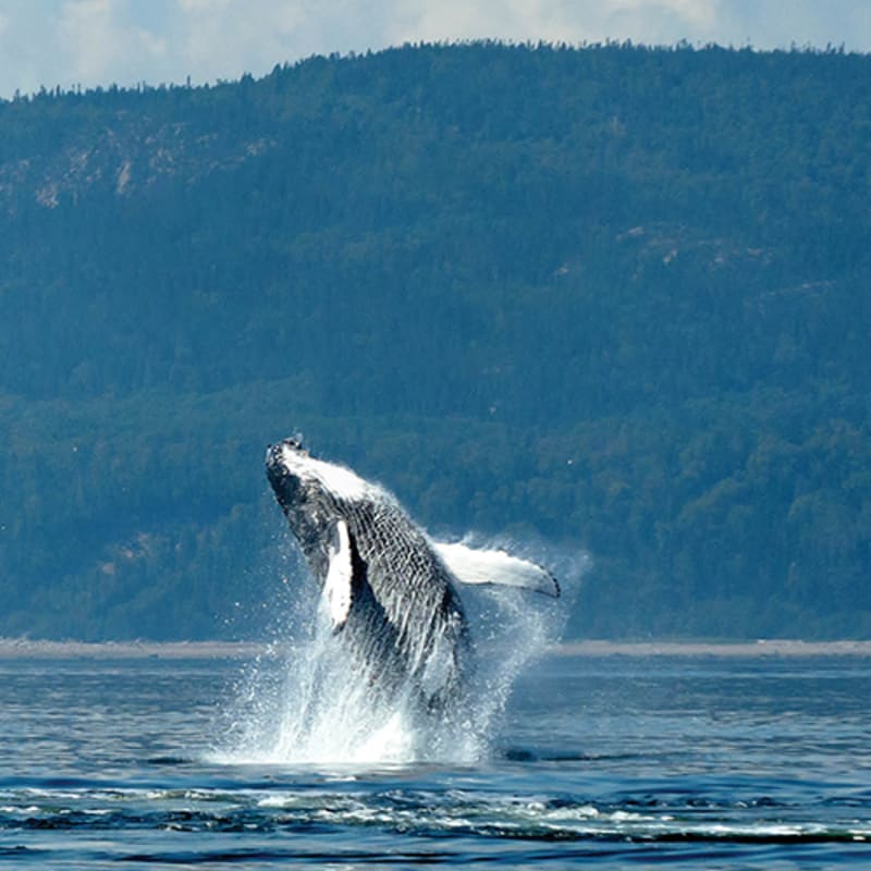 viens_voir_les_baleines_1