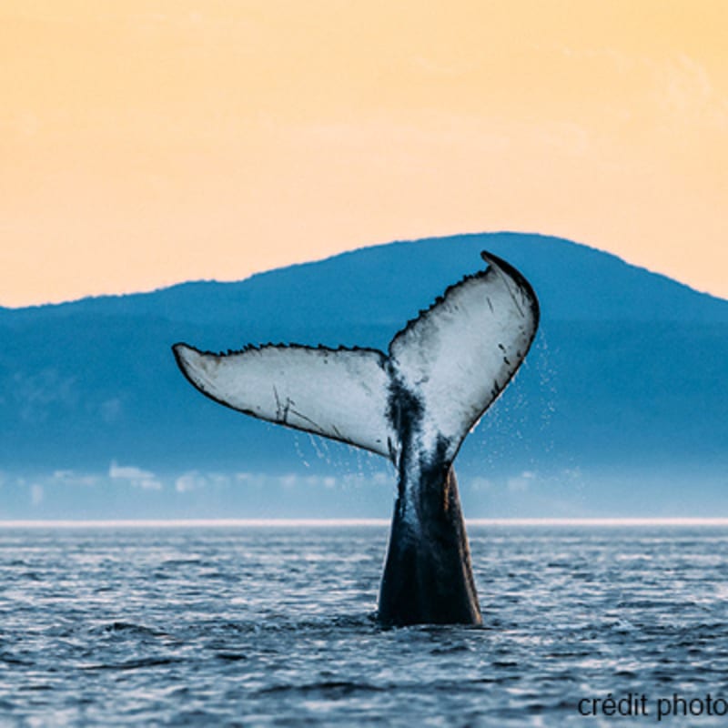viens_voir_les_baleines_10