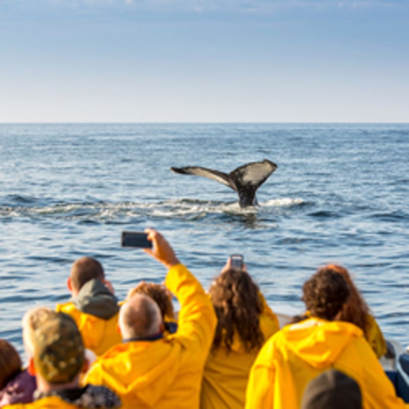 viens_voir_les_baleines_11