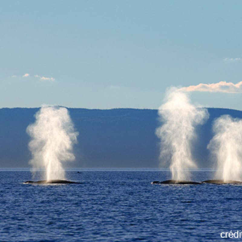 viens_voir_les_baleines_12