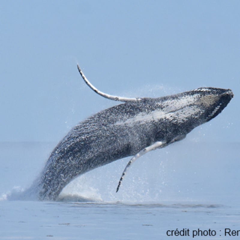 viens_voir_les_baleines_13