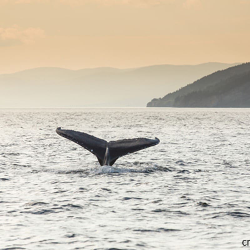viens_voir_les_baleines_14
