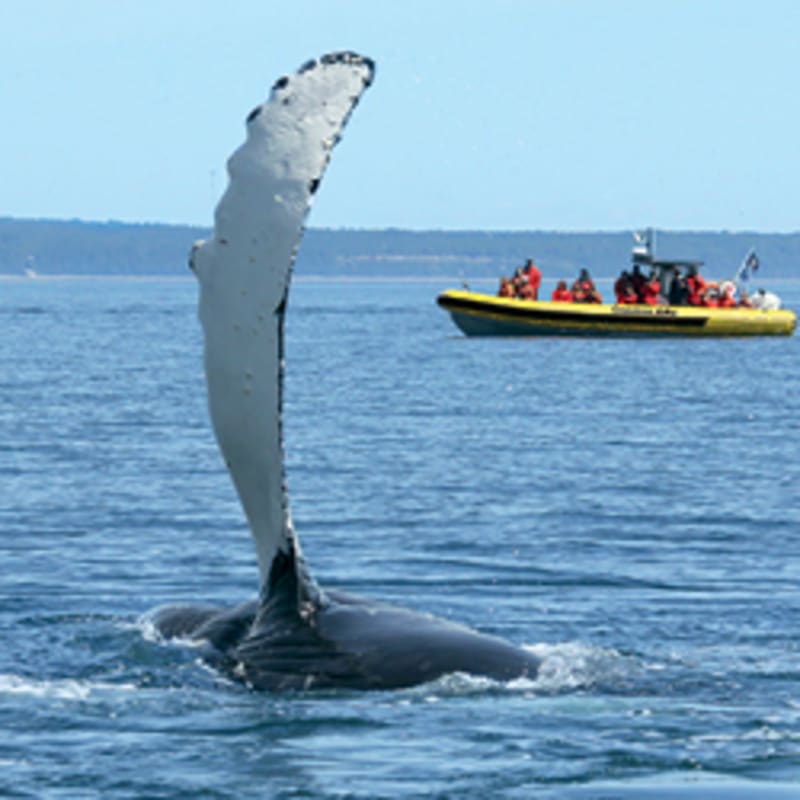 viens_voir_les_baleines_15