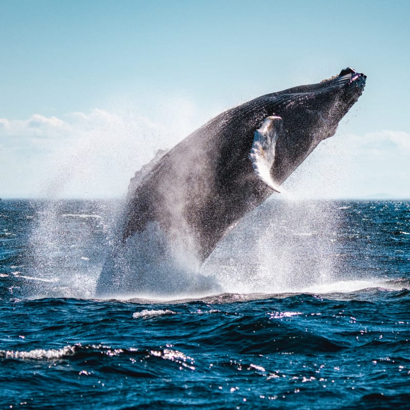 viens_voir_les_baleines_16
