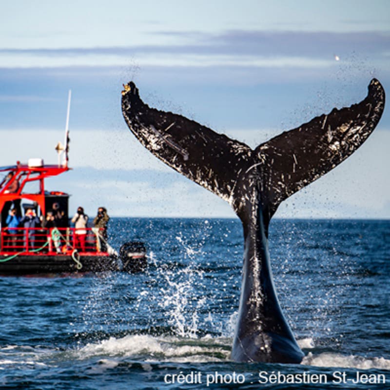viens_voir_les_baleines_17